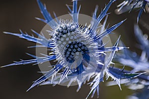 The blue thorn flower.