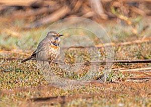 Blue throat bird in the field