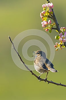 Closeup of a blue-throat bird male Luscinia svecica cyanecula singing photo