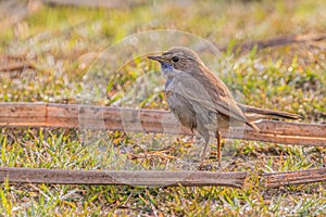 Blue throat bird in morning dew