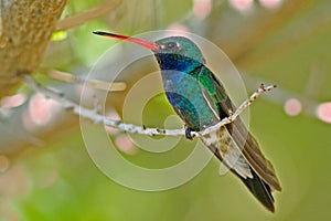 Blue-throat Hummingbird