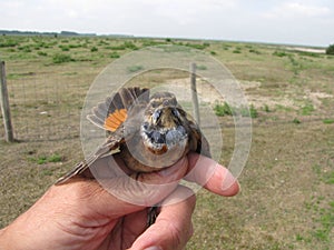 A blue throat in someones hand during bird counting in nature