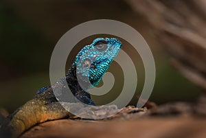 Blue-throated Agama - Acanthocercus atricollis