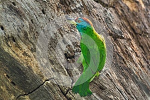 Blue-throated Barbet,