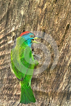 Blue-throated Barbet,