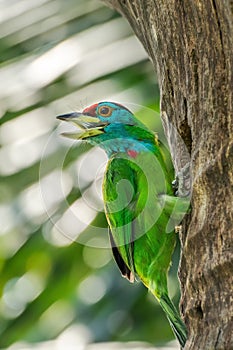 Blue-throated Barbet,