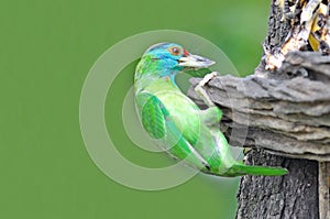 Blue-throated Barbet