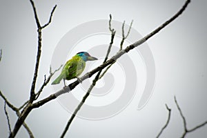 The blue-throated barbet, bird close up on tree branch