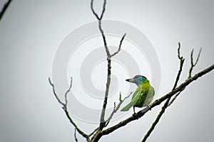 The blue-throated barbet, bird close up on tree branch