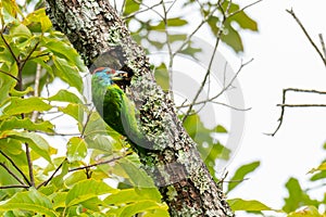 Blue-Throated Barbet chiseling out a hole to build its nest