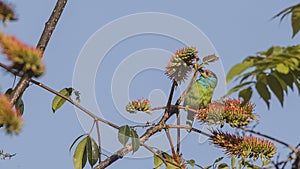 Blue-throated Barbet Eating Seeds