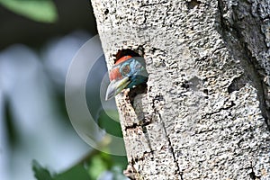 Blue-throated barbet peeping out of a tree trunk nest, Megalaima asiatica