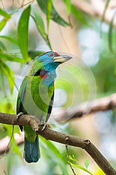 Blue-throated Barbet Psilopogon asiaticus