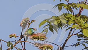 Blue-throated Barbet On Tree Top