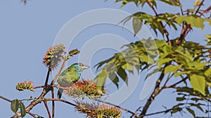 Blue-throated Barbet On Tree Top