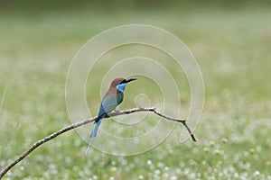 Blue throated Bee eater.