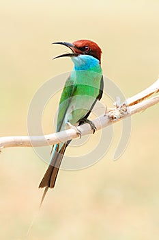 Blue-Throated Bee Eater