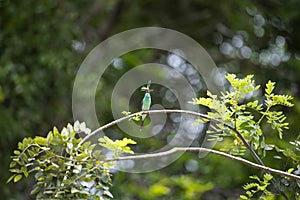 Blue - throated Bee - eater
