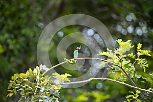 Blue - throated Bee - eater