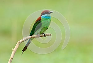 Blue-throated Bee-eater