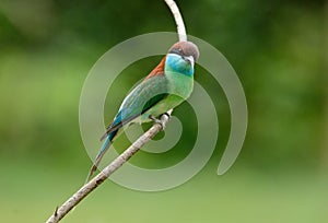 Blue-throated Bee-eater