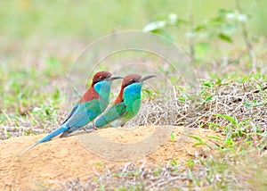 Blue throated Bee eater