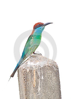 Blue throated Bee eater