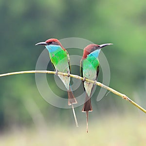 Blue throated Bee eater