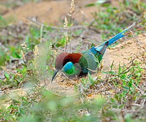 Blue throated Bee eater