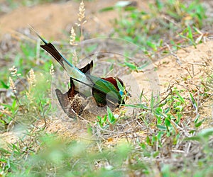 Blue throated Bee eater