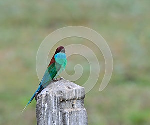 Blue throated Bee eater