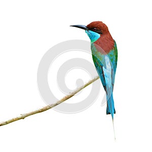 Blue-throated Bee eater