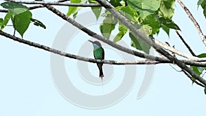 Blue-Throated Bee Eater