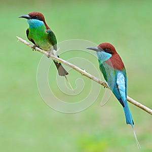Blue-throated Bee-eater bird