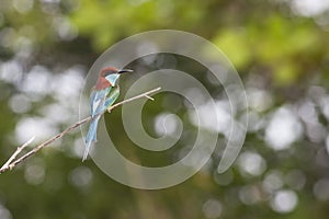 A Blue-throated Bee-eater in a clean background