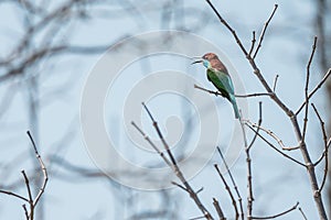 Blue-throated Bee-eater Merops philippinus flying