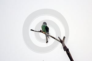 Blue throated Bee eater, Merops viridis