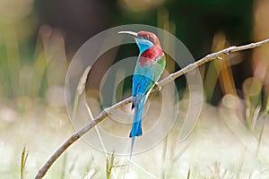 Blue-throated Bee-eater Merops viridis Beautiful Birds of Thailand