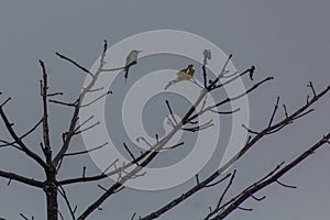 Blue-throated bee-eater Merops viridis near Kinabatangan river, Sabah, Malays