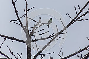 Blue-throated bee-eater Merops viridis near Kinabatangan river, Sabah, Malays