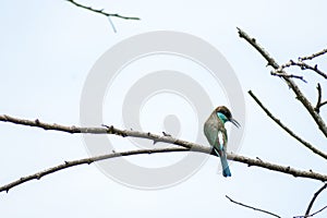 Blue-throated Bee-eater Merops viridis perched and looking