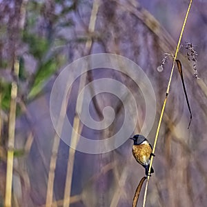 Blue-throated blue flycatcher in Jim Corbett National Park, India