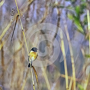 Blue-throated blue flycatcher in Jim Corbett National Park, India