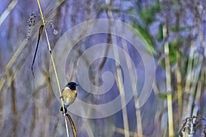 Blue-throated blue flycatcher in Jim Corbett National Park, India