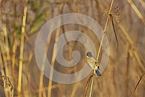 Blue-throated blue flycatcher in Jim Corbett National Park, India