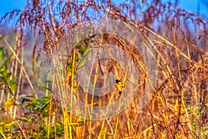 Blue-throated blue flycatcher in Jim Corbett National Park, India