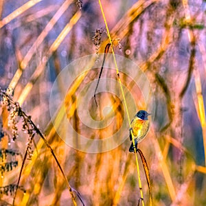 Blue-throated blue flycatcher in Jim Corbett National Park, India