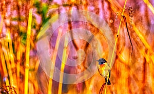 Blue-throated blue flycatcher in Jim Corbett National Park, India