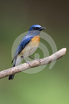 Blue-Throated Blue Flycatcher sitting on a branch against a green background