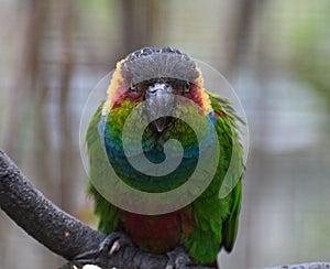 Blue throated Conure